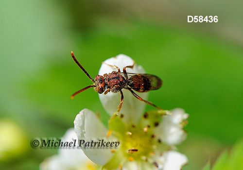 Spotted Nomad Bee (Nomada maculata)